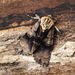 Alder Moth - Photo (c) Ben Sale, some rights reserved (CC BY)