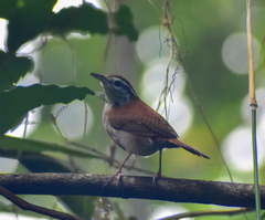 Thryophilus rufalbus