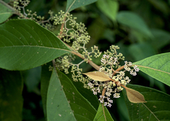 Callicarpa longifolia