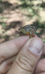 Physalaemus cuvieri