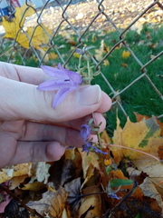 Campanula rapunculoides