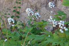 Actaea rubra neglecta