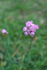 Armeria maritima elongata