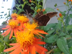 Eudaminae
