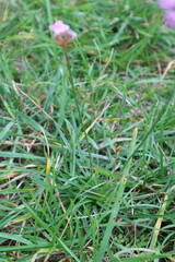 Armeria maritima elongata