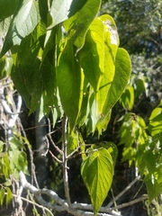 Celtis reticulata