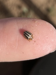 Agroiconota bivittata