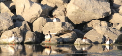 Mergus merganser americanus