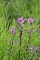 Castilleja rubra