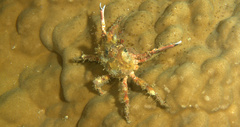 Brachyura