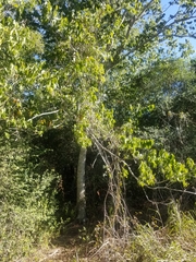 Celtis reticulata