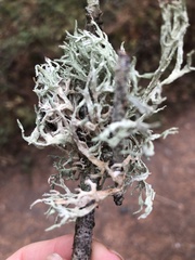 Evernia prunastri