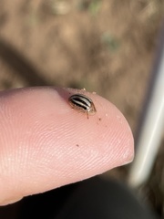 Agroiconota bivittata