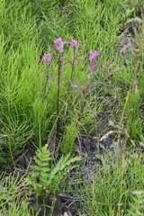 Castilleja rubra