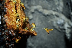 Tetragonisca angustula