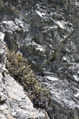 Myriopteris gracilis