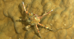 Brachyura