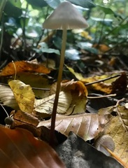 Mycena crocata