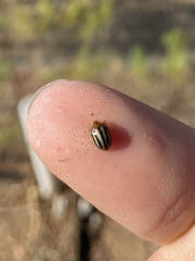 Agroiconota bivittata