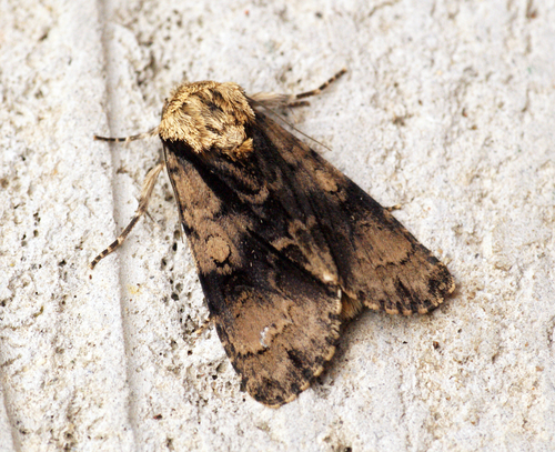 Alder Moth
