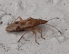 Belonochilus numenius