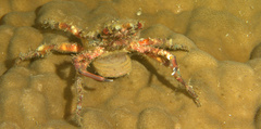 Brachyura