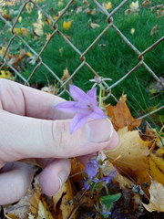 Campanula rapunculoides