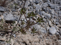 Lomatium macrocarpum