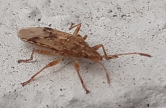 Belonochilus numenius