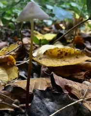 Mycena crocata