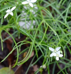 Moehringia muscosa