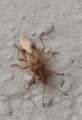 Belonochilus numenius