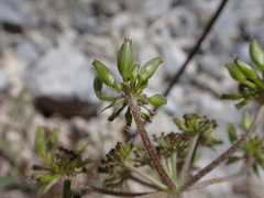 Lomatium macrocarpum