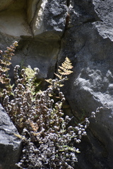 Myriopteris gracilis