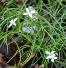 Moehringia muscosa