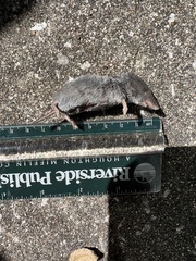 Blarina carolinensis