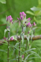Castilleja rubra