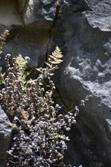 Myriopteris gracilis