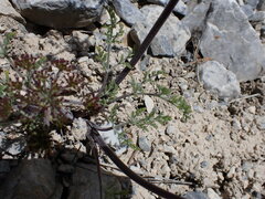 Lomatium macrocarpum