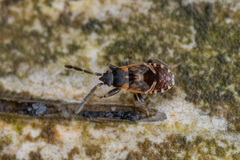 Scolopostethus