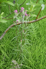 Castilleja rubra
