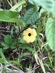 Thunbergia