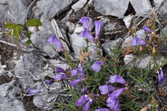 Penstemon fruticosus