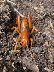 Cratomelus armatus