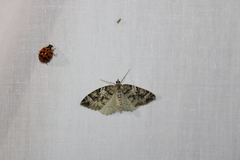 Eulithis explanata