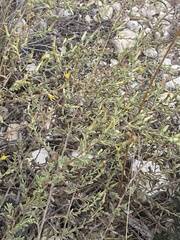 Chiliadenus iphionoides