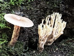 Lactarius glyciosmus