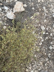 Chiliadenus iphionoides
