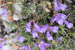 Penstemon fruticosus