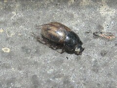 Chilothorax